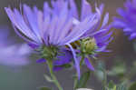 New England aster